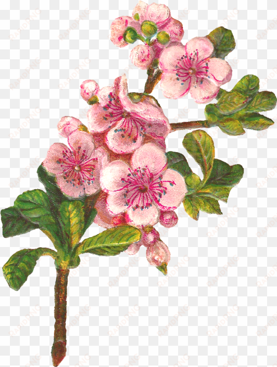 png transpa antique images botanical art flower digital - apple blossom png clipart