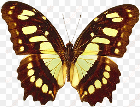 png transparent brown and yellow real butterfly clipart - siproeta stelenes