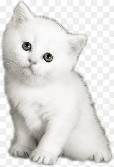 png transparent library my photoscape gatos uploaded - cute white kitten png