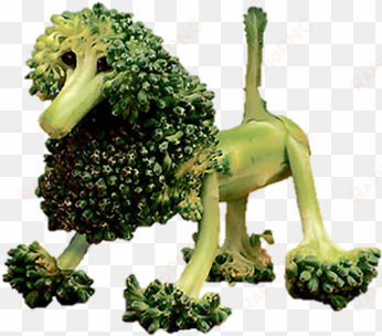 png transparent poodle broccoli - broccoli cows