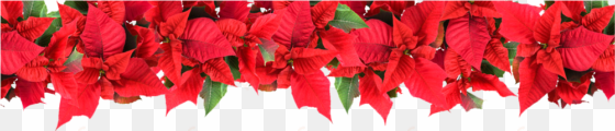 poinsettia powerpoint template free