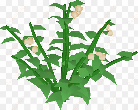 poison ivy berry bush - lily plant png