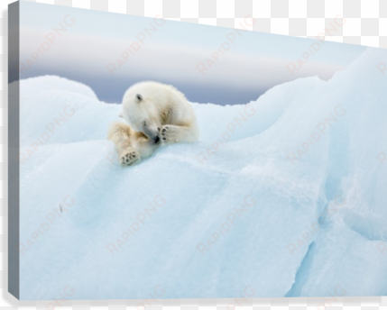 polar bear grooming canvas print - print on canvas: polar bear grooming by 1x : 24x32in