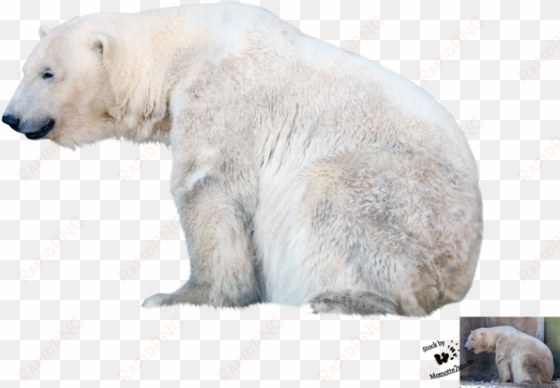 polar bear png file - polar bear transparent background