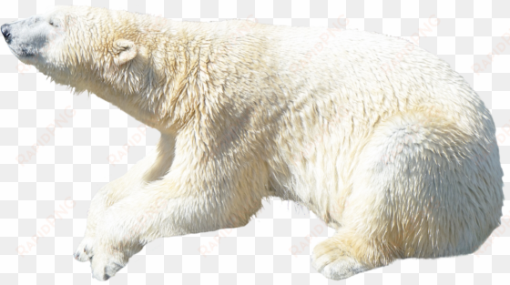 polar bear png image - polar bear transparent background
