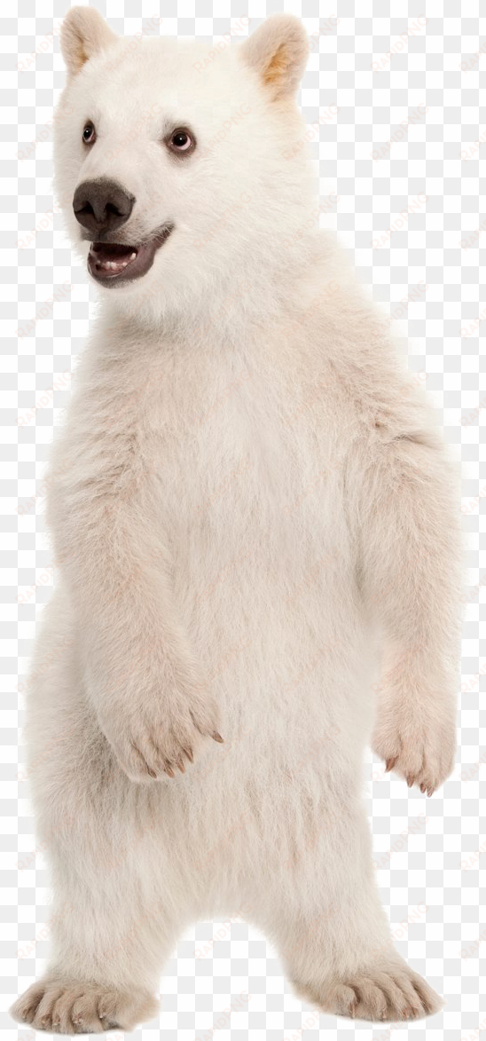 polar bear png pic - polar bear standing up png
