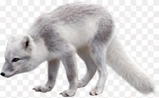 polar fox clipart artic - arctic fox png