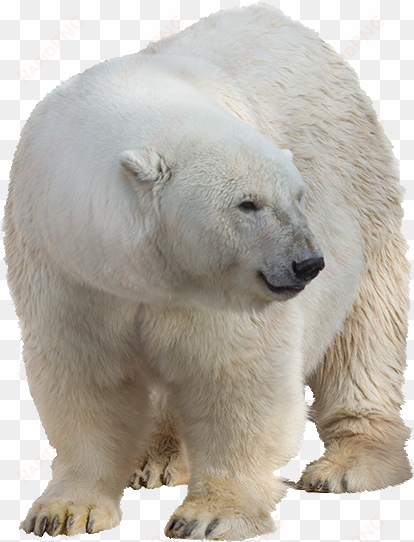 polar white bear png - polar bear