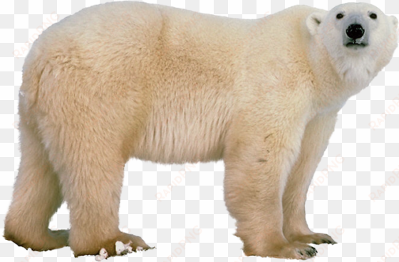 polar white bear png - polar bear png