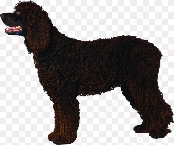 poodle black curly