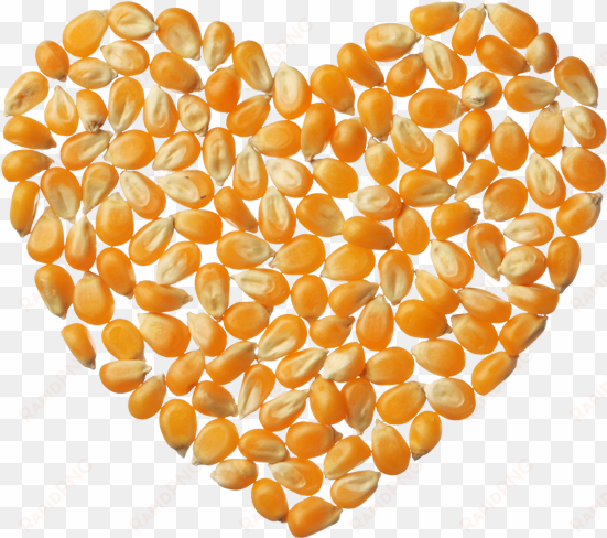 popcorn kernels - popcorn kernels png