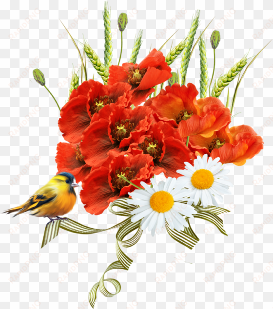 Poppy transparent png image