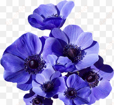 poppy, blossom, bloom, summer - anemone blue poppy - 25 fresh bulbs