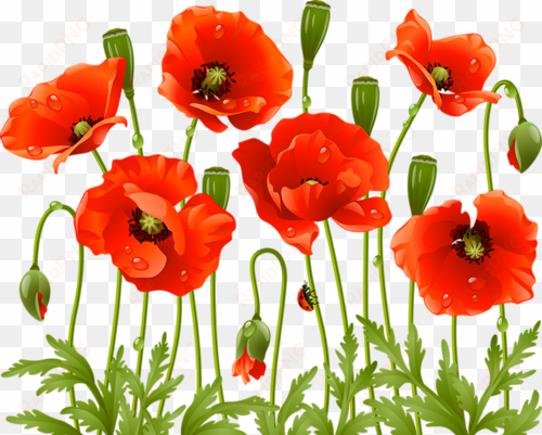 poppy flowers, red poppies, spring flowers, large flowers, - red poppy flower png