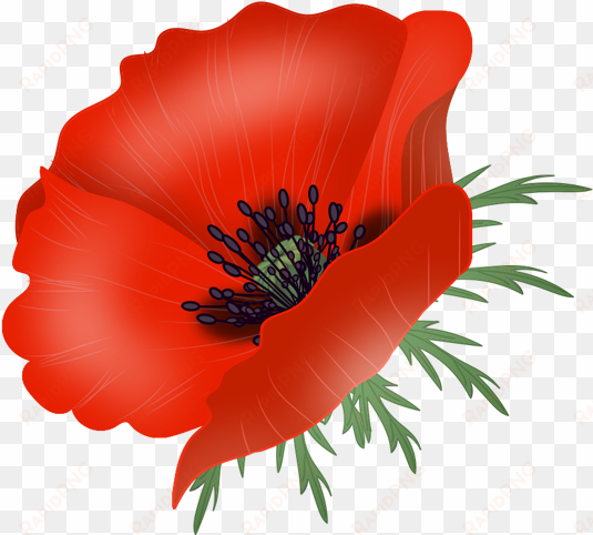 poppy flowers, vector - poppy vector png