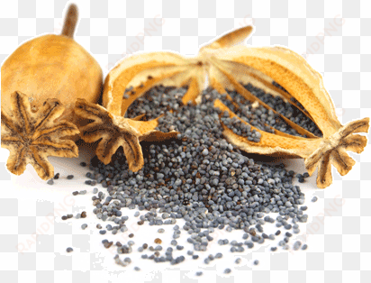 poppy seeds-0 - poppy seed plant png