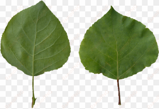 populus tremula scanned leaves - leaves png