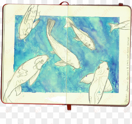 portland koi pond watercolor, pencil - marine biology