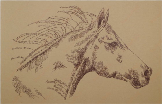 portrait by stephen kline - horse