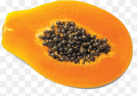 posted in papaya - journey of a papaya seed