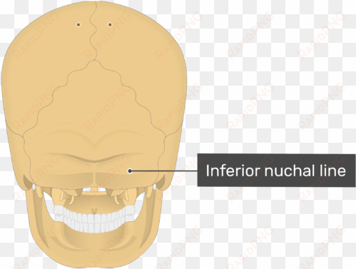 posterior view of the inferior nuchal line of the skull - superior nuchal line