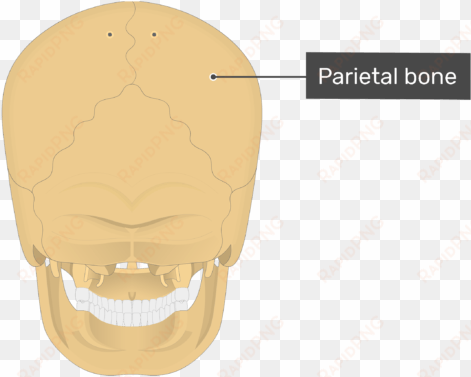 posterior view of the parietal bone of the skull - superior nuchal line
