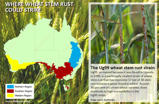 potential economic impacts of the wheat stem rust strain - australian bureau of agricultural and resource economics