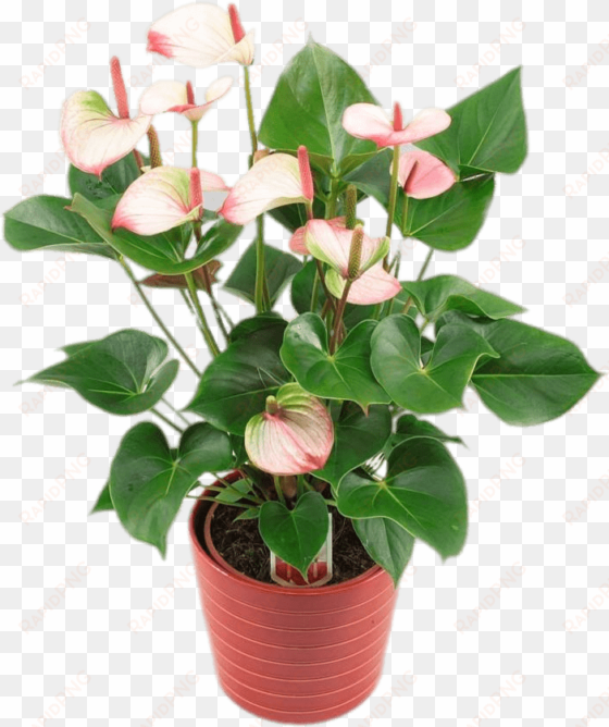 potted anthurium - anthurium amalia elegance