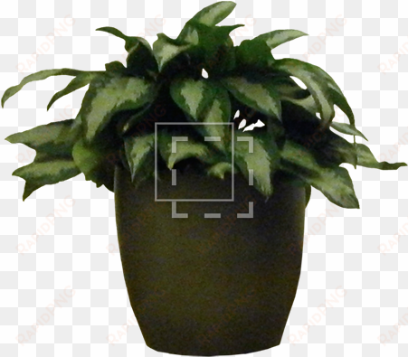 potted house plant - potted plant photoshop