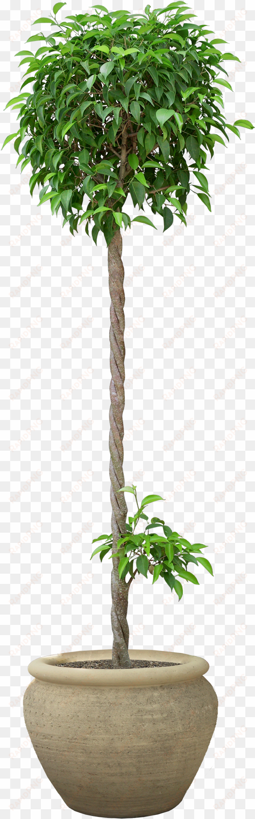 potted plant png - plants