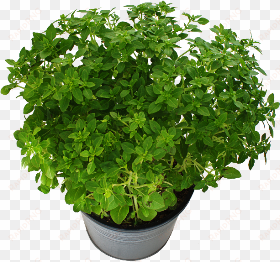potted plant with green leaves png free - 紅 火焰 萵苣 種植