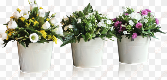 potted plants and flowers png - flowers in pot png