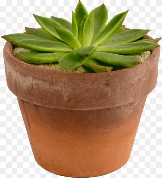 potted succulent - succulent plant