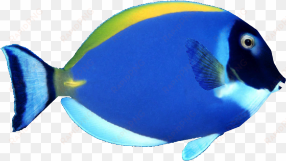 powder blue tang - blue surgeonfish white background