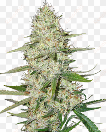 power plant feminized cannabis seeds - weed plants png