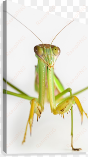 praying mantis on white background - praying mantis on white backgroundst albert alberta