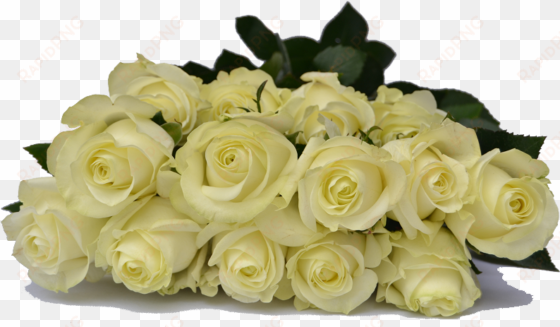 premium ecuadorian roses you choose the quany of roses - cream white rose png