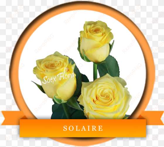 premium rose with a very big bloom solaire is a deep - solarie roses