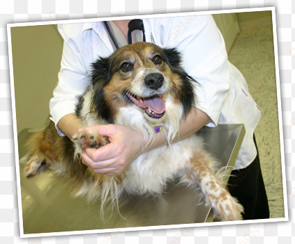 preparing your dog or puppy for a visit to the veterinarian - dog at the vet