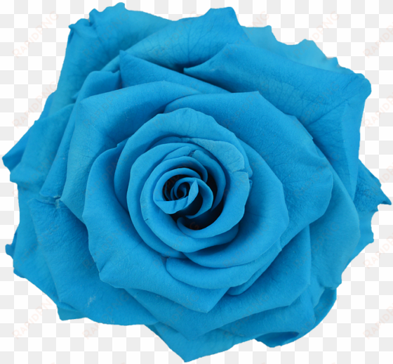 preserved rose light blue - light blue flower png