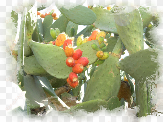 prickly pear cactus at lb gardens 6ps - eastern prickly pear