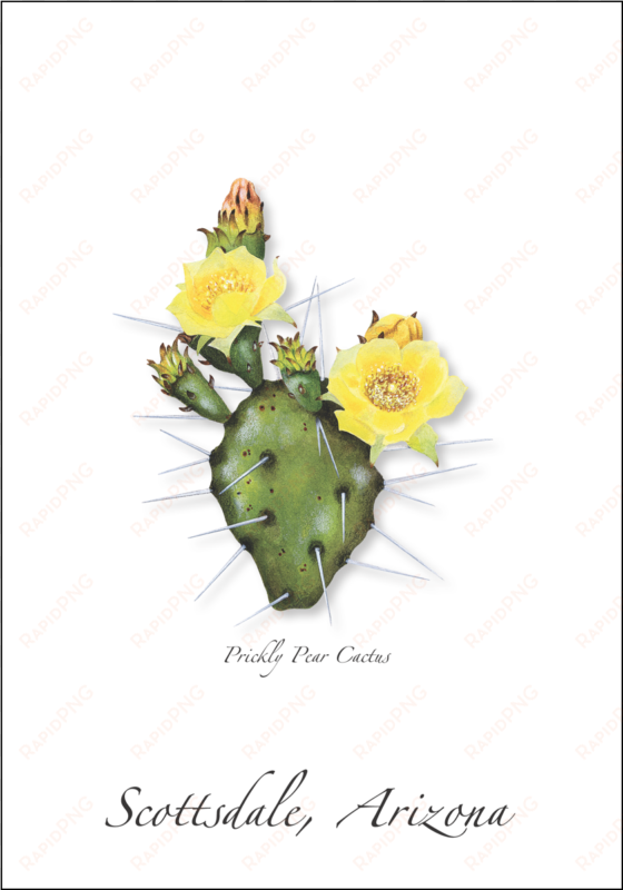 prickly pear cactus - prickly pear cactus illustration