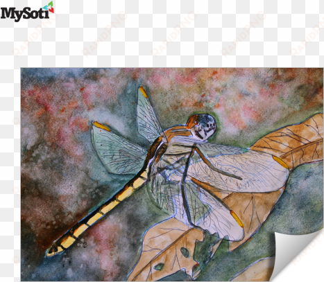 product blog - artwall derek mccrea 'dragonfly' gallery-wrapped canvas