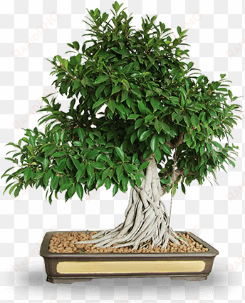 professional services - bonsai plant png