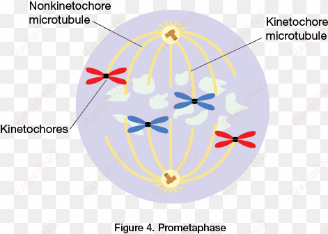 prometaphase cell cycle, ap biology, the cell, prepping, - nonkinetochore microtubules