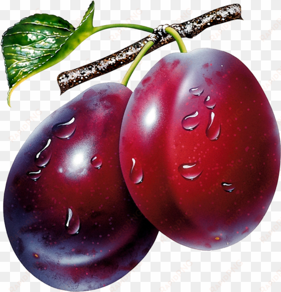 prunes clipart picture fruit picture, png photo, watercolor - plum png