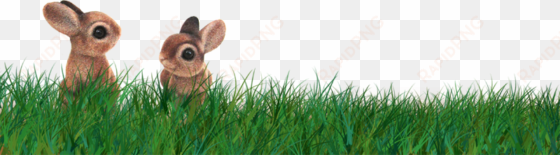 publicat de eu ciresica la - grass border easter transparent