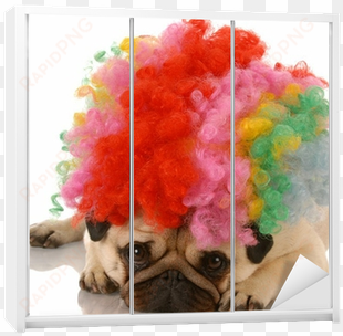 pug dog dressed up as a sad clown wardrobe sticker - pugs dressed up