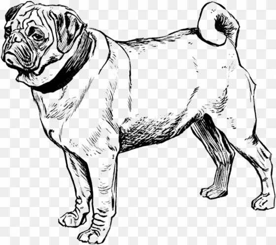 pug drawing t - realistic dog colouring pages