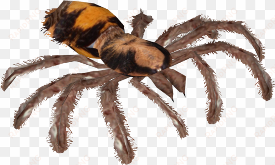 pumpkin patch tarantula - wiki